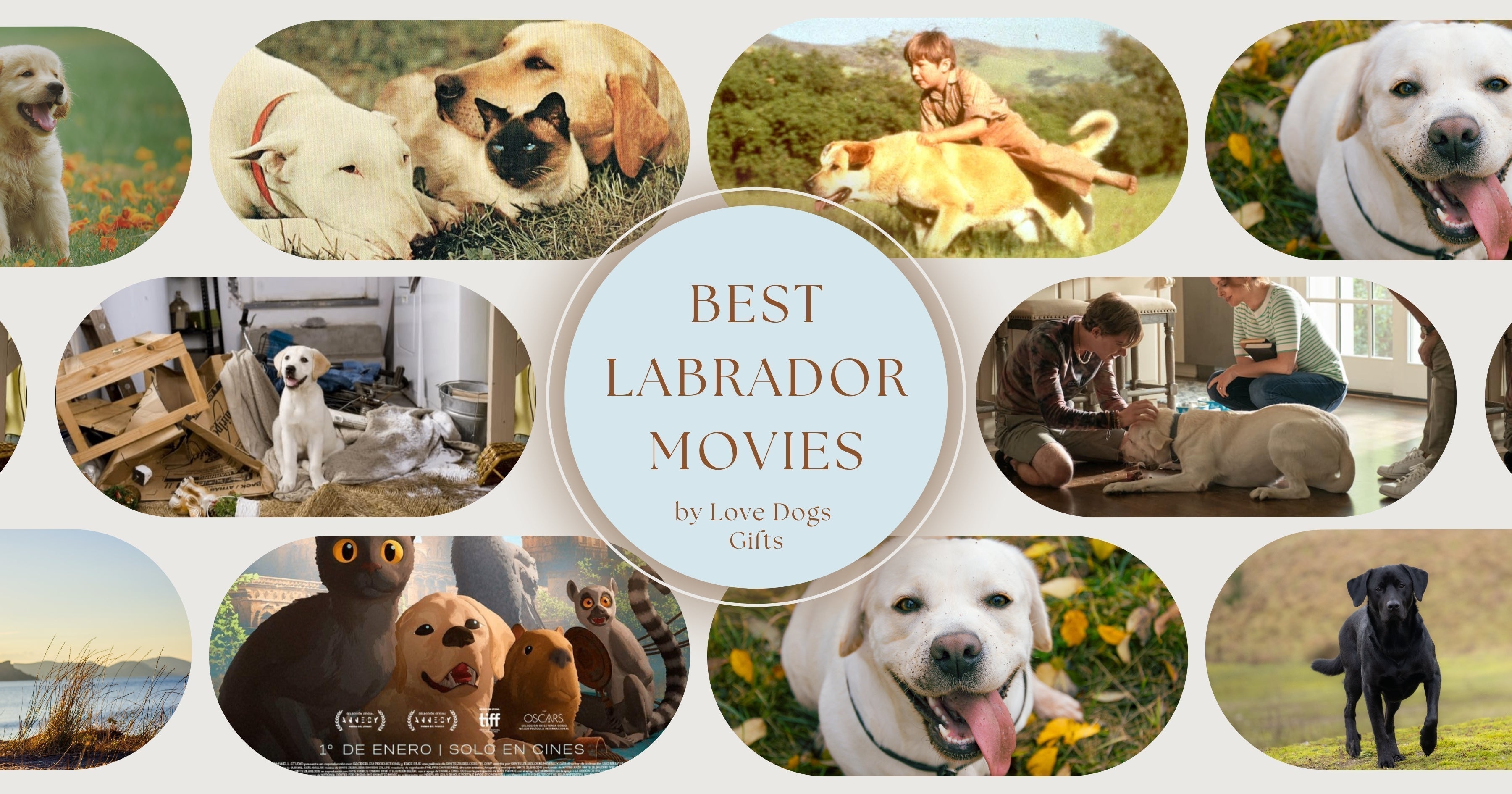 Best Labrador Retriever Movies With IMDB & Rottentomatoes Ratings