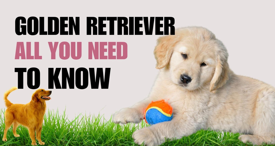 Golden Retriever Complete Guide: Temperament, Care, Training & Common Questions Answered