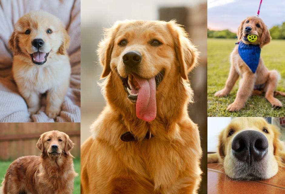 Golden Retriever Complete Breed Guide Cover