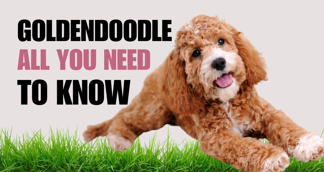 Goldendoodle breed guide