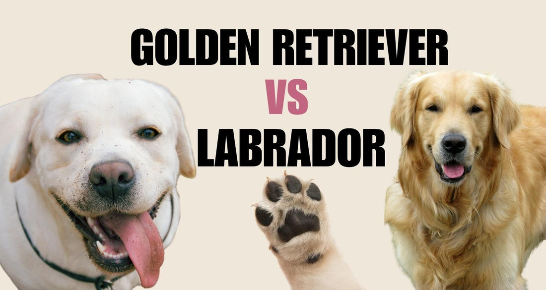 Golden Retriever or Labrador retriever comparison guide