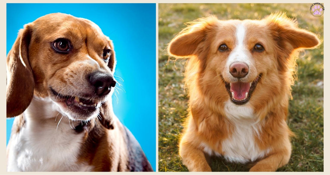 My dog is friendly myth - dog personalities