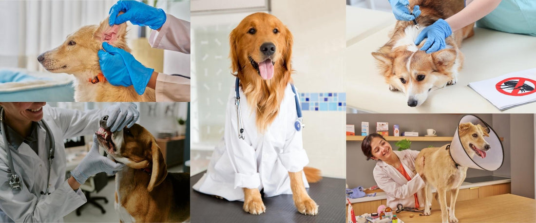 New Drug For Dogs To Live Longer: Will FDA Approve Dog Lifespan-Extending Drug? What It Means For Dog Moms