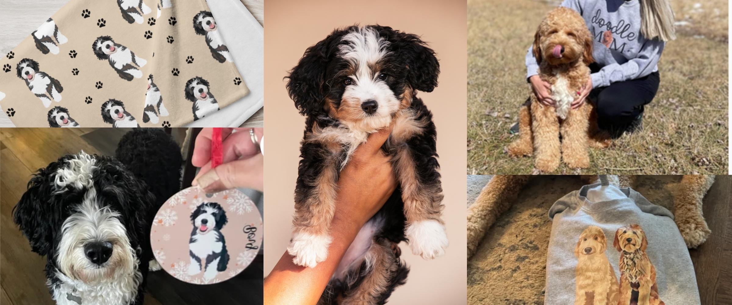 Bernedoodle Breed Guide: Temperament, Size, Coat and Care