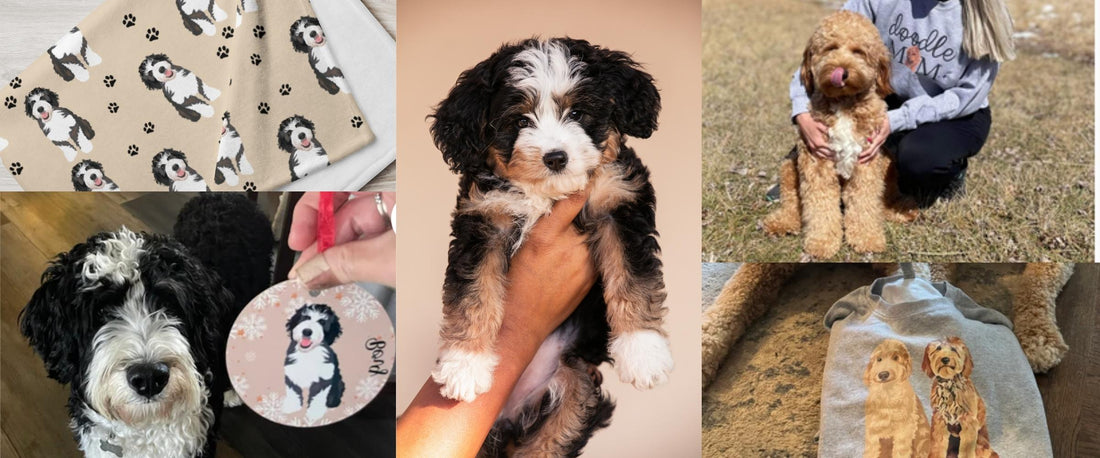 Bernedoodle Breed Guide: Temperament, Size, Coat and Care