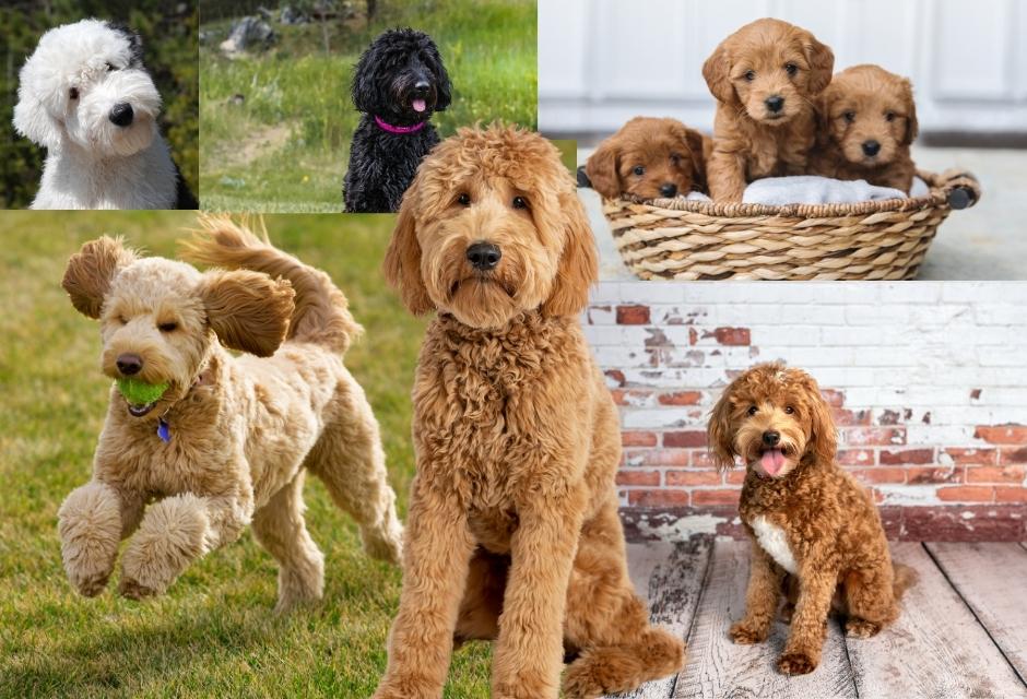 Goldendoodle breed guide