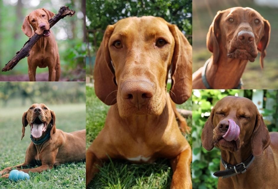 Vizsla Dog Breed Guide: Is Vizsla A Good Family Dog 