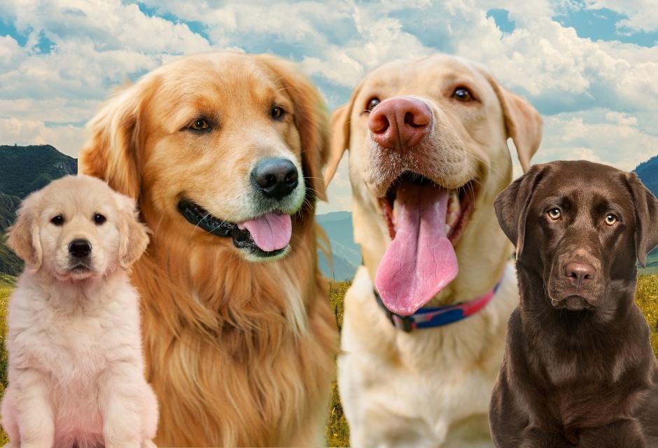 Golden Retriever or Labrador retriever comparison guide